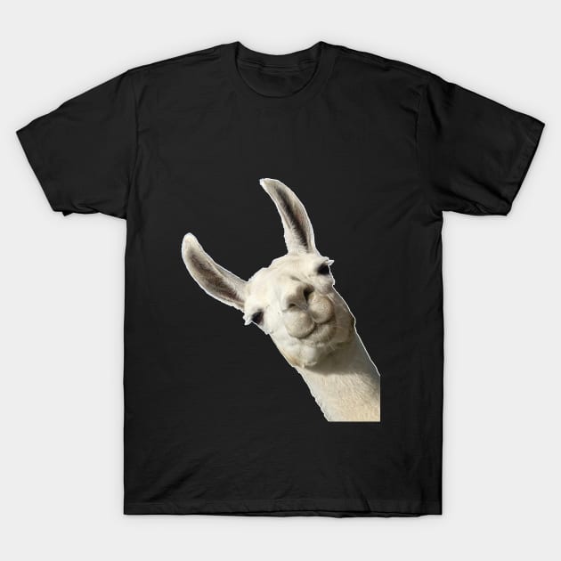 Llama Alpaca Party Cute Llama Lovers Picture T-Shirt by BurunduXX-Factory